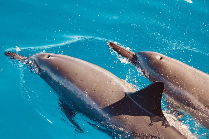Dolphin & Seasonal Whale Watching, Turtle Snorkeling - The catamaran ride along Oahu’s west coast