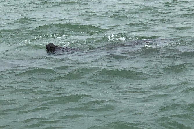 Dolphin Shelling Snorkeling Cruise in Tampa - From Madeira Beach to a water-only preserve