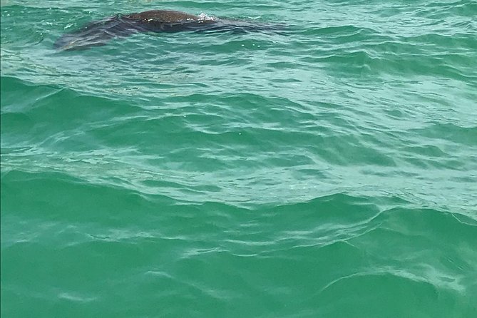 Dolphin Shelling Snorkeling Cruise in Tampa - Snorkeling depends on the day