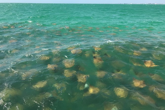 Dolphin Shelling Snorkeling Cruise in Tampa - Captains who shape the experience