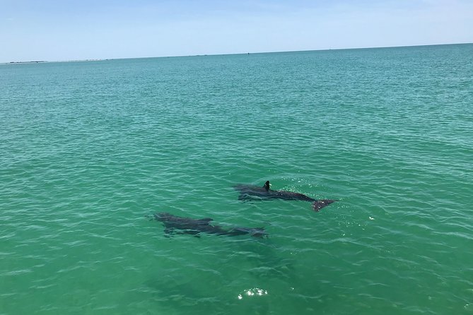 Dolphin Shelling Snorkeling Cruise in Tampa - What the $66.57 price includes