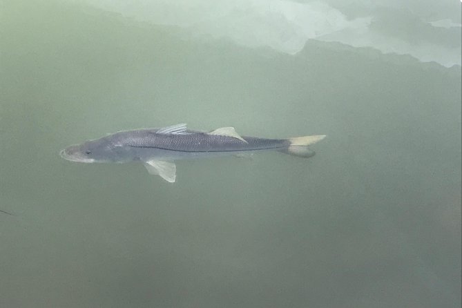 Dolphin Shelling Snorkeling Cruise in Tampa - Who will enjoy this cruise most