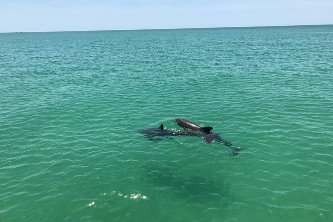 Dolphin Shelling Snorkeling Cruise in Tampa - Dolphins, manatees, and the limits of wildlife watching