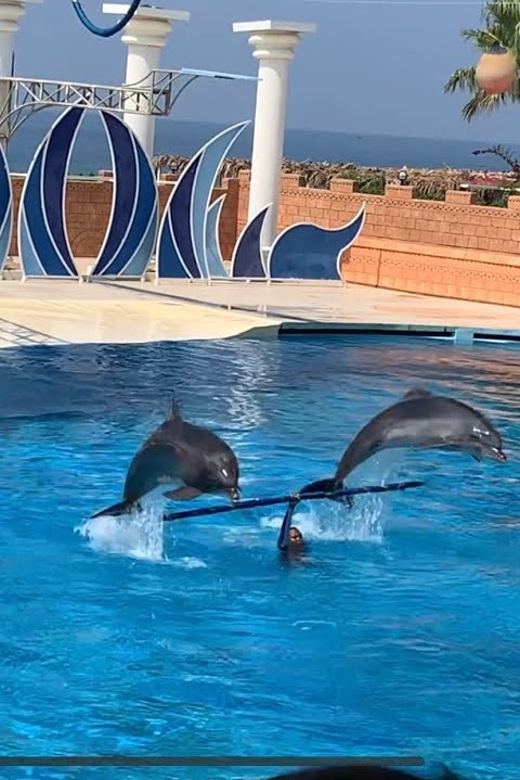 Dolphin Show Free Transfer From Alanya, Side, Kemer,Antalya - What the three-hour dolphin park visit is really like