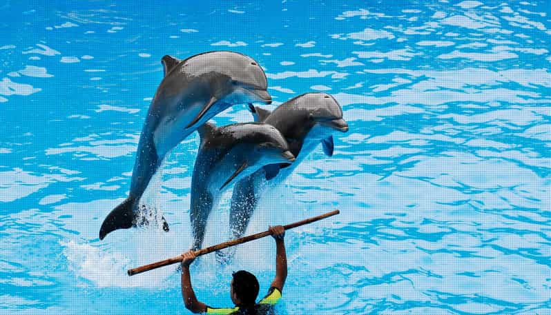 Dolphin Show Free Transfer From Alanya, Side, Kemer,Antalya - Sea lions first, then dolphins in the main pool