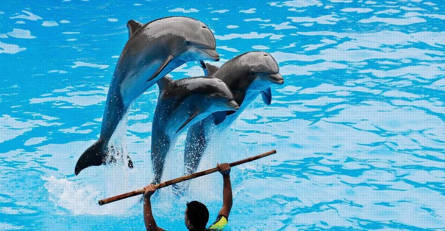 Dolphin Show Free Transfer From Alanya, Side, Kemer,Antalya - Choosing the right route from Side, Antalya, Alanya, or Kemer