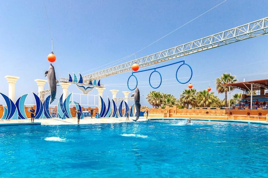 Dolphin Show Free Transfer From Alanya, Side, Kemer,Antalya - The optional dolphin swim costs extra