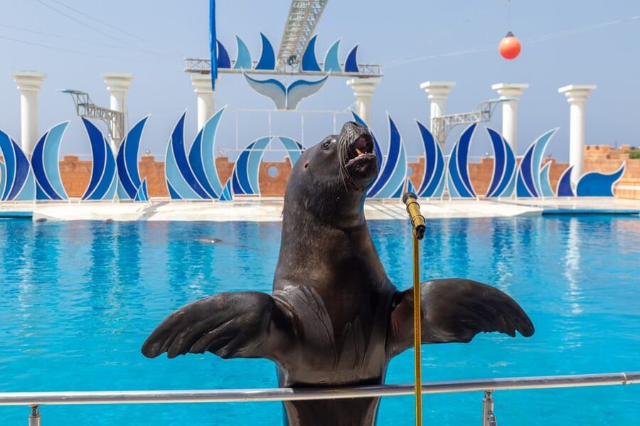 Dolphin Show Free Transfer From Alanya, Side, Kemer,Antalya - The animal welfare question deserves honest attention