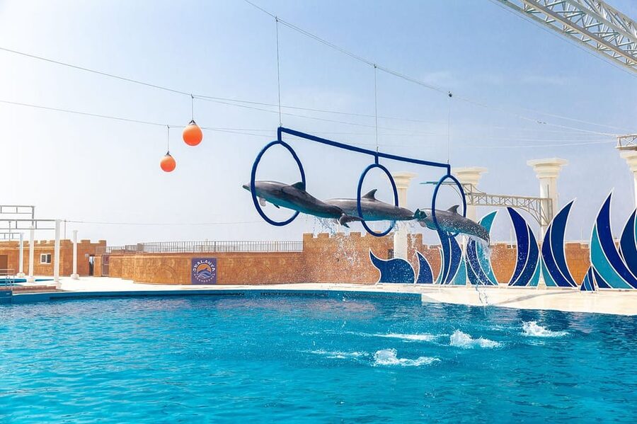 Dolphin Show Free Transfer From Alanya, Side, Kemer,Antalya - Who will get the most from this outing