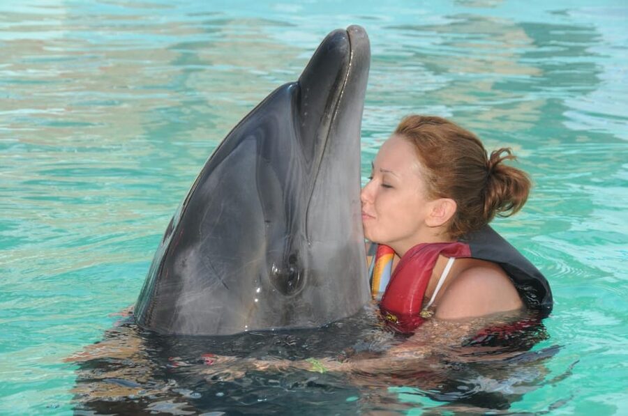 Dolphin Show Free Transfer From Alanya, Side, Kemer,Antalya - Practical tips for a smoother visit