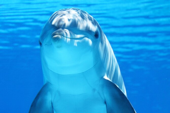 Dolphin Show & Photoshoot Package with Transfer from Hurghada - A short dolphin experience in Hurghada