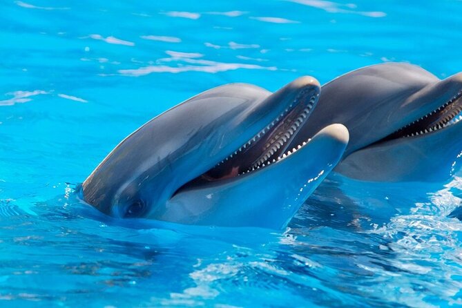 Dolphin Show & Photoshoot Package with Transfer from Hurghada - Watching the dolphin show