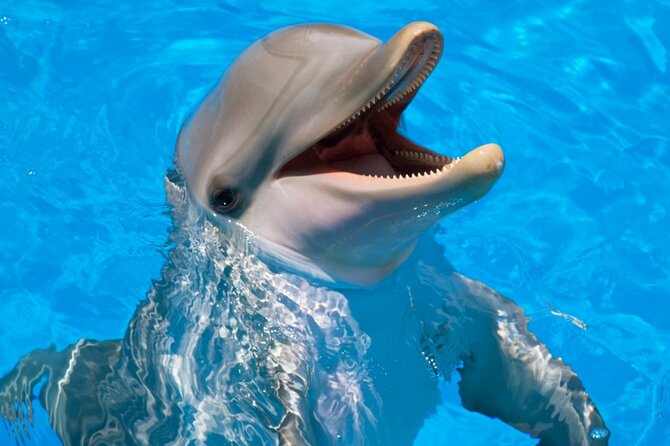 Dolphin Show & Photoshoot Package with Transfer from Hurghada - Who will enjoy this most
