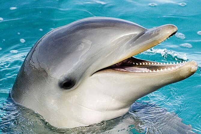 Dolphin Show & Photoshoot Package with Transfer from Hurghada - Choosing between the show, photoshoot, and full package