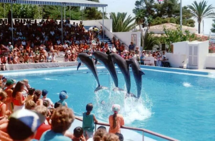 Dolphin Show Tour with Transfer from Alanya & Side - What the Alanya and Side dolphin show really offers