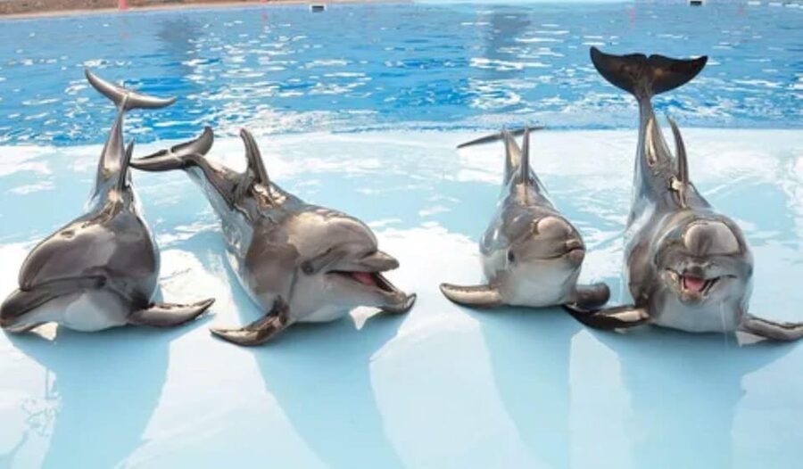 Dolphin Show Tour with Transfer from Alanya & Side - The dolphin performance and its one-hour rhythm