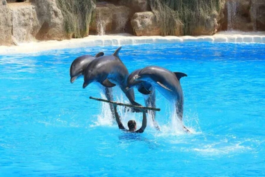 Dolphin Show Tour with Transfer from Alanya & Side - Dolphin swimming is a separate choice