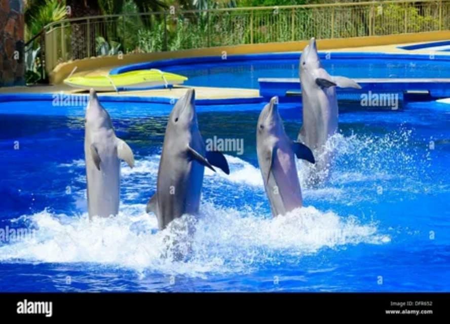 Dolphin Show Tour with Transfer from Alanya & Side - Timing, language, and the practical trade-offs
