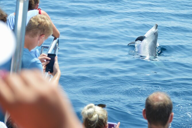 Dolphin Sightseeing Boat Tour from Benalmadena - Choosing the best departure