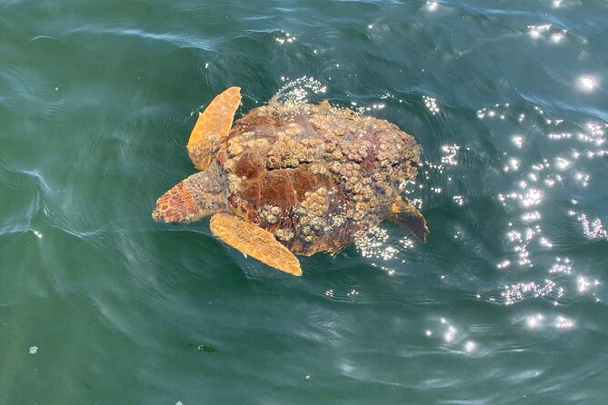 Dolphin & Sightseeing Cruise + Beach Stop + Snorkel + Equipment - Why this Pensacola cruise feels like more than dolphin watching