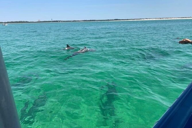 Dolphin & Sightseeing Cruise + Beach Stop + Snorkel + Equipment - Searching the waters for dolphins