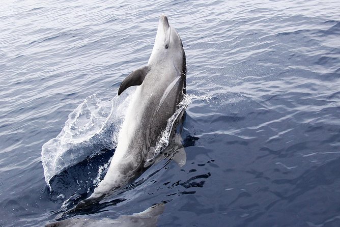 Dolphin Sightseeing on the Privateer Catamaran - What the Privateer dolphin cruise is really like