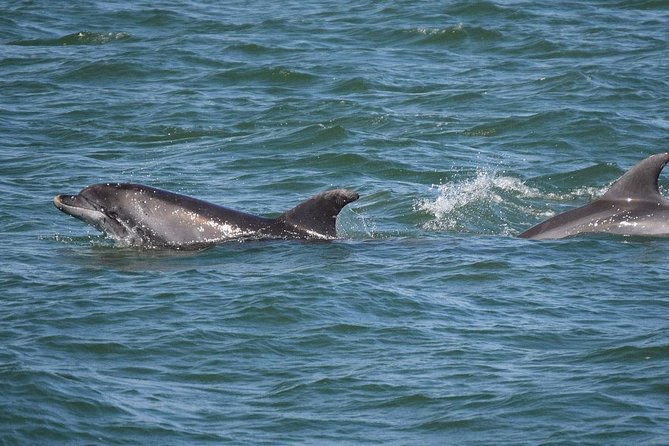 Dolphin Sightseeing on the Privateer Catamaran - Searching for dolphins in their natural home