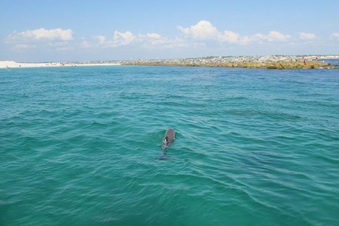 Dolphin Sightseeing on the Privateer Catamaran - Shell Island, St. Andrews Bay, and Gulf of Mexico views