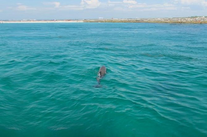 Dolphin Sightseeing Tour on the Footloose Catamaran - Who will enjoy Footloose most