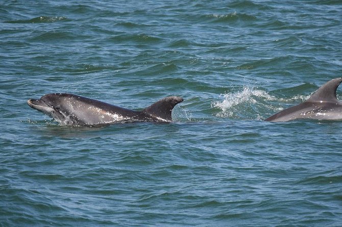 Dolphin Sightseeing Tour on the Footloose Catamaran - What dolphin watching is really like