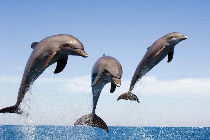 Dolphin Snorkel With private Speed Boat & Water Sports - Hurghada - Looking for dolphins in open Red Sea water