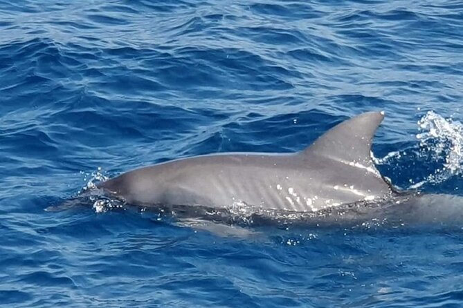 Dolphin Snorkel With private Speed Boat & Water Sports - Hurghada - Food, drinks, and what to bring