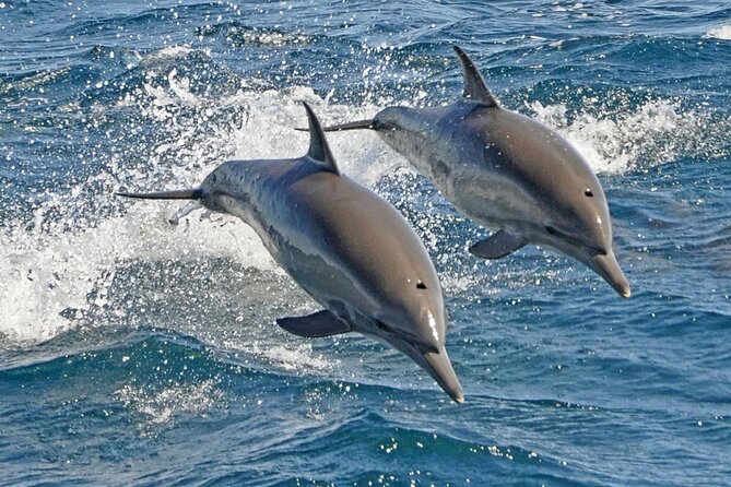 Dolphin Snorkel With private Speed Boat & Water Sports - Hurghada - The speedboat ride to Dolphin House