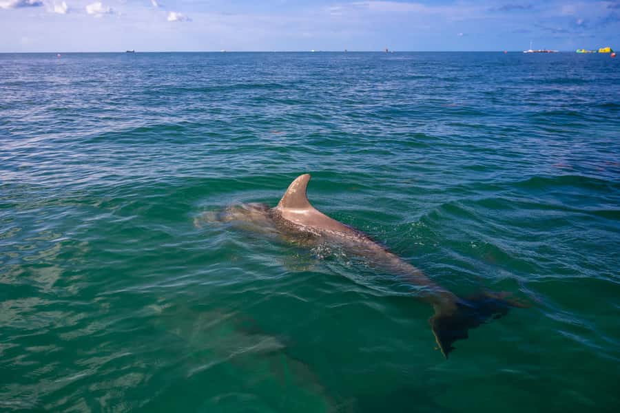 Dolphin & Snorkeling Key West - Why the six-person boat matters in Key West