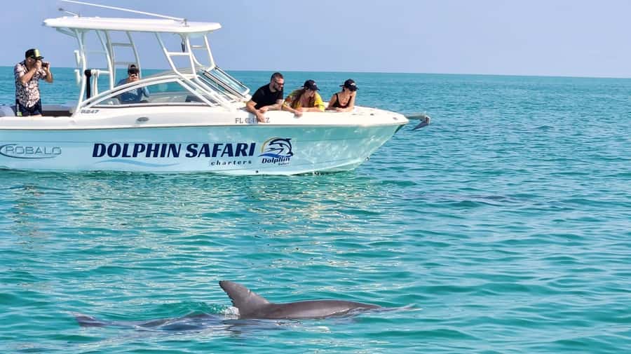 Dolphin & Snorkeling Key West - The dolphin search is the least predictable part