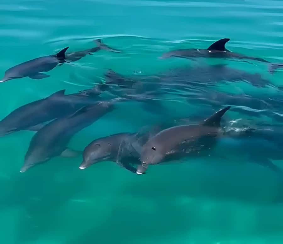 Dolphin & Snorkeling Key West - Snacks, drinks, and BYOB keep the boat day simple