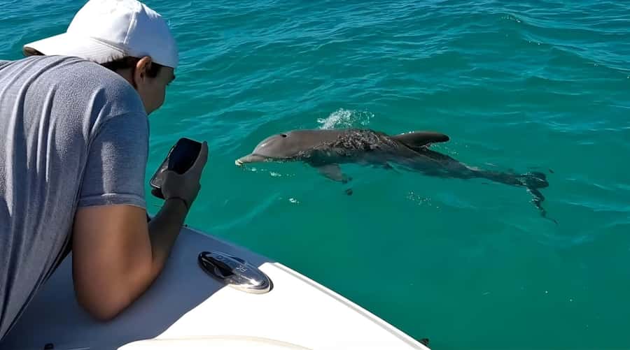 Dolphin & Snorkeling Key West - Booking details worth knowing before you go
