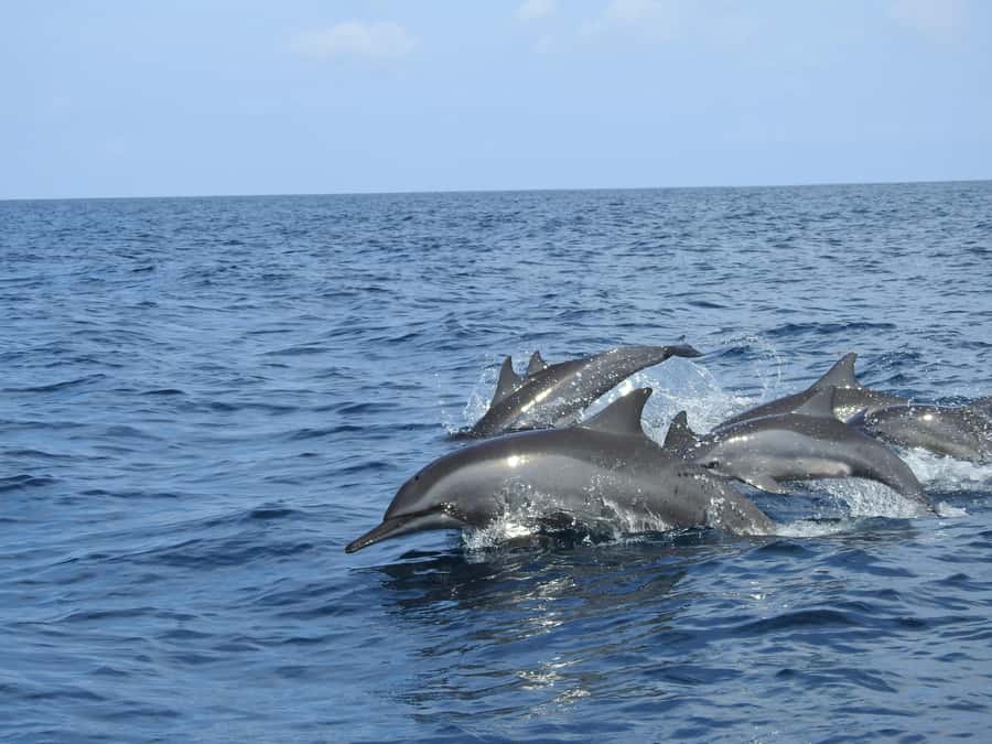 Dolphin, Snorkeling,Turtles and SunSet Cruise with Lunch - A full day built around Zanzibar’s sea