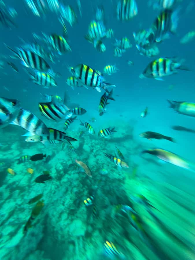 Dolphin, Snorkeling,Turtles and SunSet Cruise with Lunch - Snorkeling above coral and fish