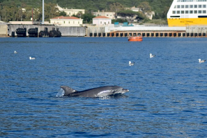Dolphin spotting in the Gulf of Olbia - Why this short Gulf of Olbia trip works