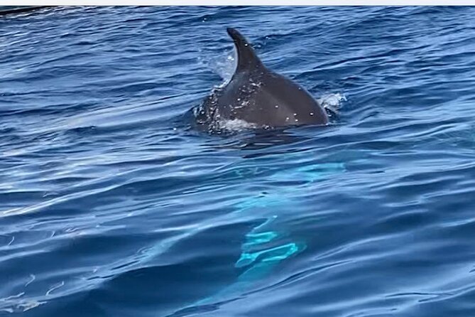 Dolphin-spotting SUP tour with Golfo Aranci aperitif - Figarolo and Cala Moresca by paddleboard