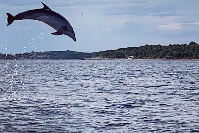 Dolphin Sunrise Adventure with Speedboat - Why the early morning matters in Vrsar