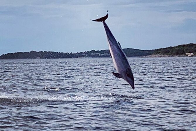 Dolphin Sunset Adventure with Speedboat - Leaving Vrsar for the Adriatic dolphin search