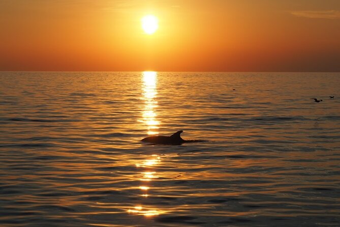 Dolphin Sunset Adventure with Speedboat - The speedboat is part of the attraction