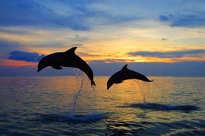 Dolphin Sunset Adventure with Speedboat - Seating, group size, and dolphin views