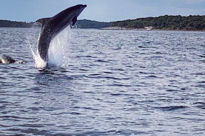 Dolphin Sunset Adventure with Speedboat - How the dolphin watching works