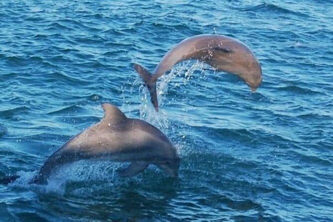 Dolphin & Sunset Cruises - How the dolphin search works