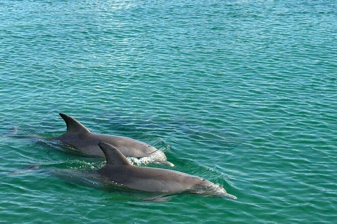 Dolphin Sunset Tour in Orange Beach - Is $31 a Fair Price?
