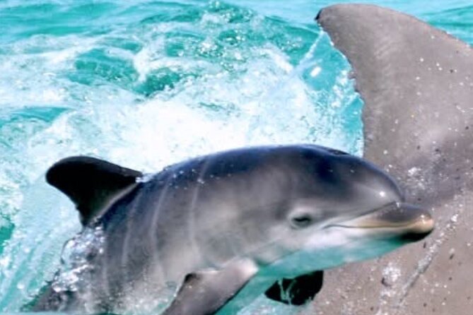 Dolphin Sunset Tour in Orange Beach - The Timing Requires Careful Checking