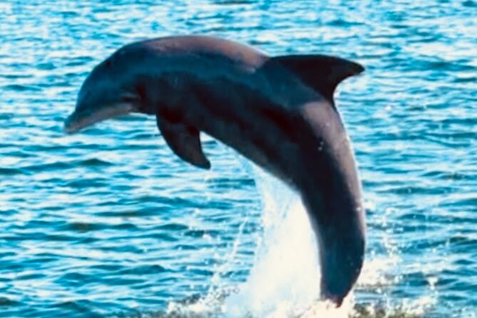 Dolphin Sunset Tour in Orange Beach - Weather, Minimum Numbers, and Cancellation Rules
